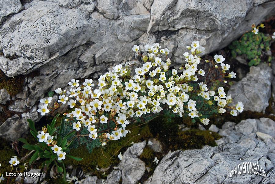 12 -piccoli fiori bianchi.jpg